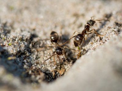 איך מזהים טרמיטים? מדריך מקיף לזיהוי ופתרון הבעיה